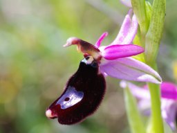 Ophrys_bertolonii_route_de_Sta_Maria_di_Pulsano_2